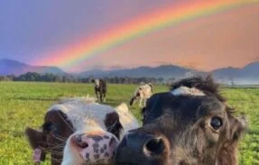 𝙈𝙖𝙞𝙨 𝙦𝙪𝙚 𝙖𝙢𝙞𝙜𝙤𝙨, 𝙂𝙖𝙮𝙨. 🏳️‍🌈🤍