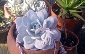 Trocar de suculentas SP